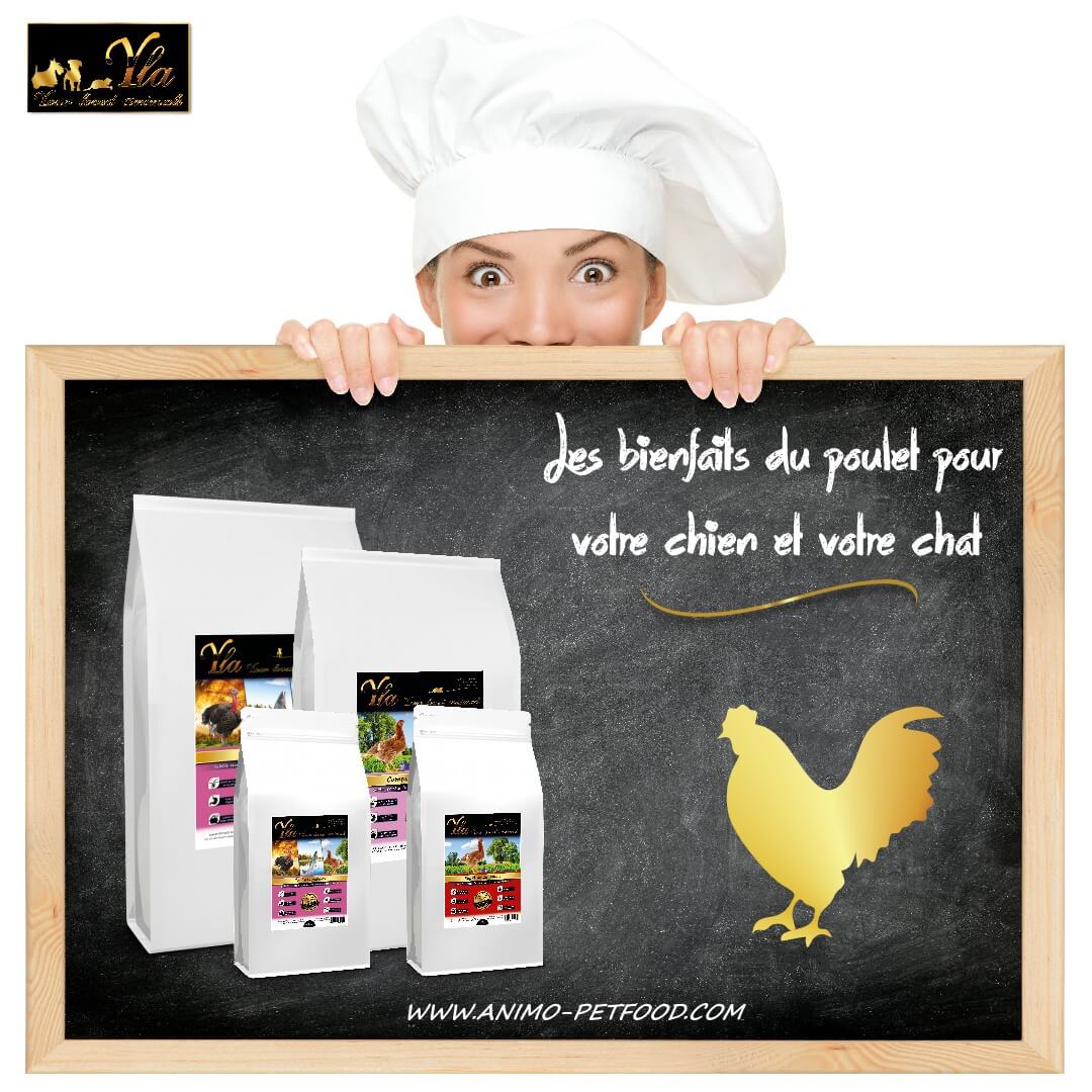 bienfaits-du-poulet-pour-le-chien-et-le-chat